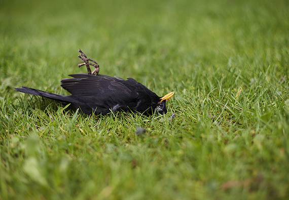 What to Do When You Find a Dead Bird